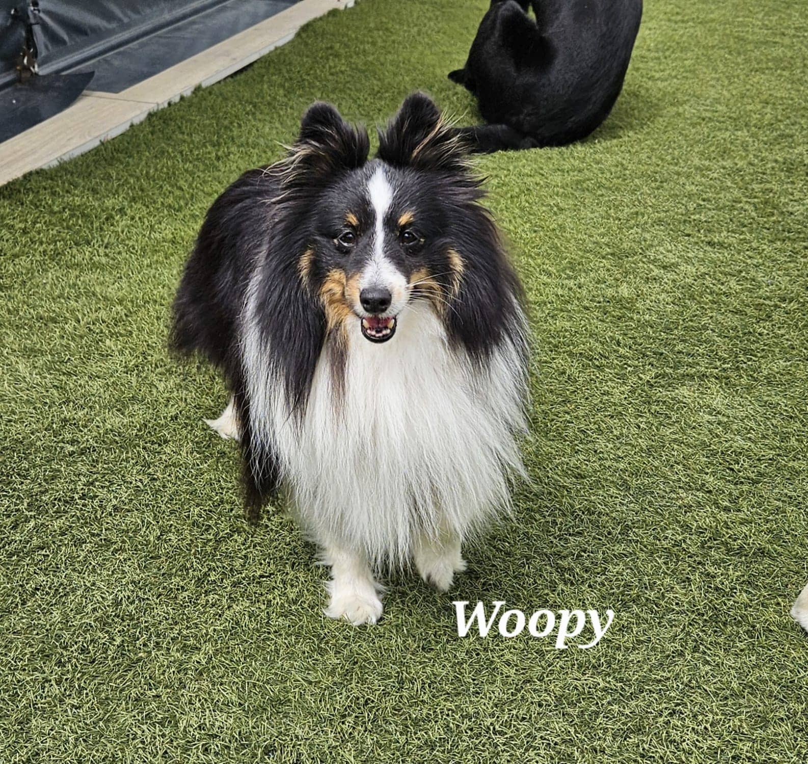 Cliquez pour agrandir woopy de Raya et compagnie La Rochelle