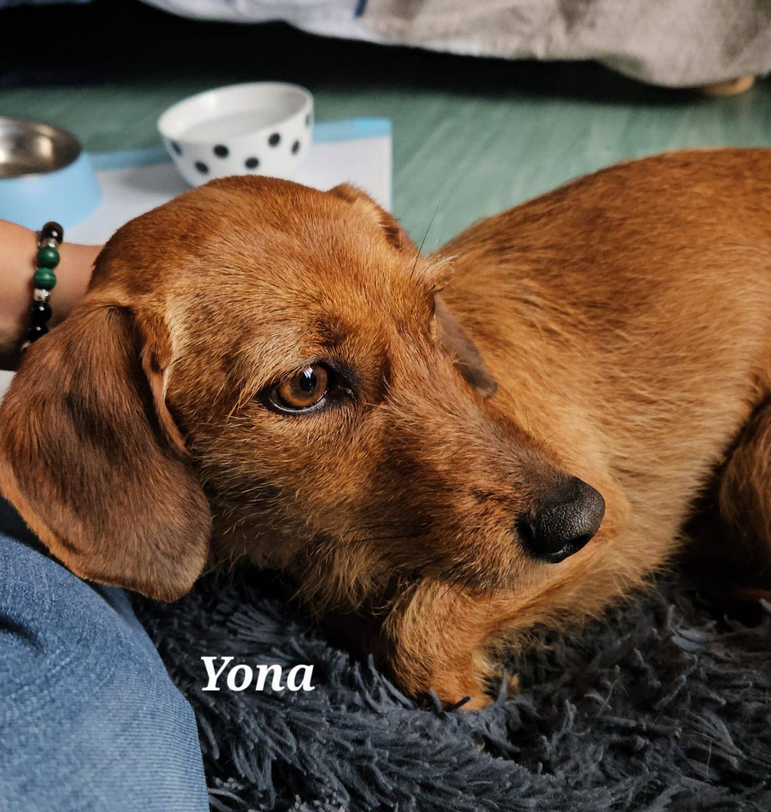 Cliquez pour agrandir yona de Raya et compagnie La Rochelle